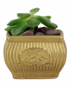Mini Çiçek Saksı Küçük Sukulent Altın Kaktüs Saksısı Mini Çiçekli Model